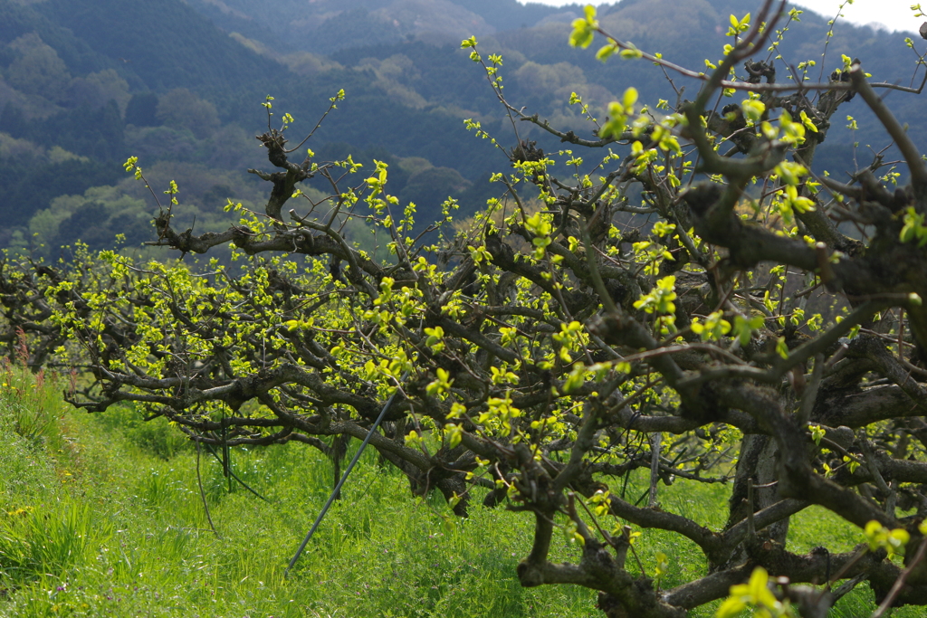 山の辺の道を行く・・・念仏寺あたり③