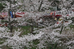 桜・・・郡山城にて⑤