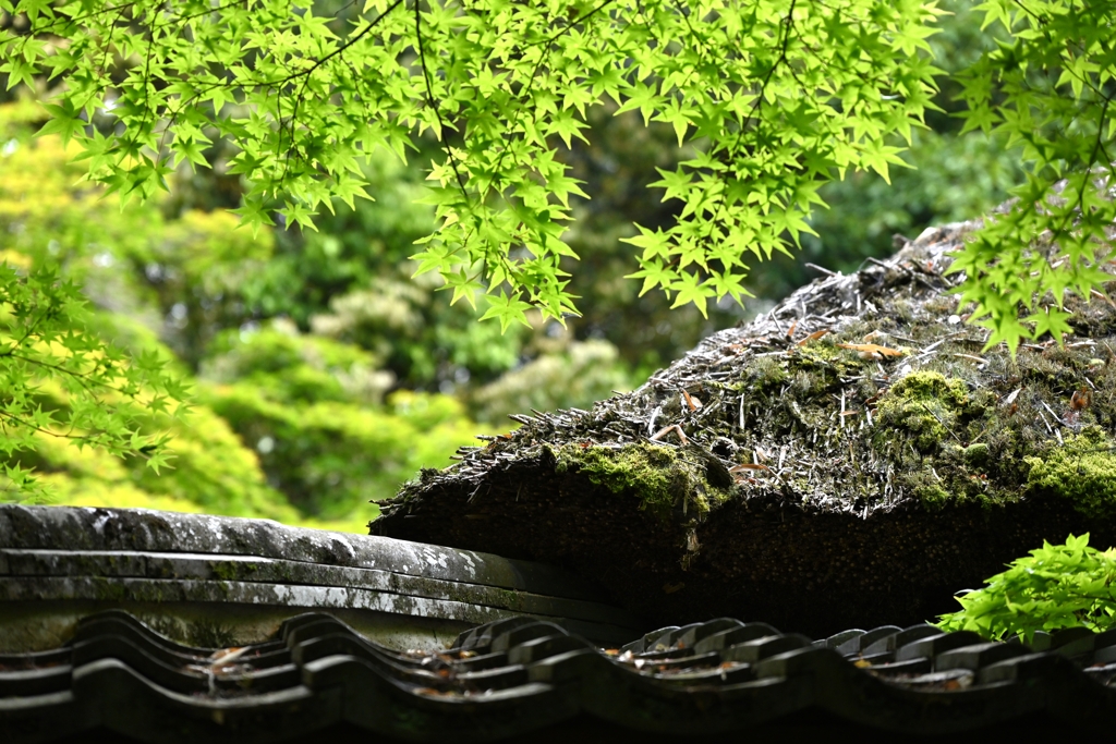 祇王寺にて・・・②