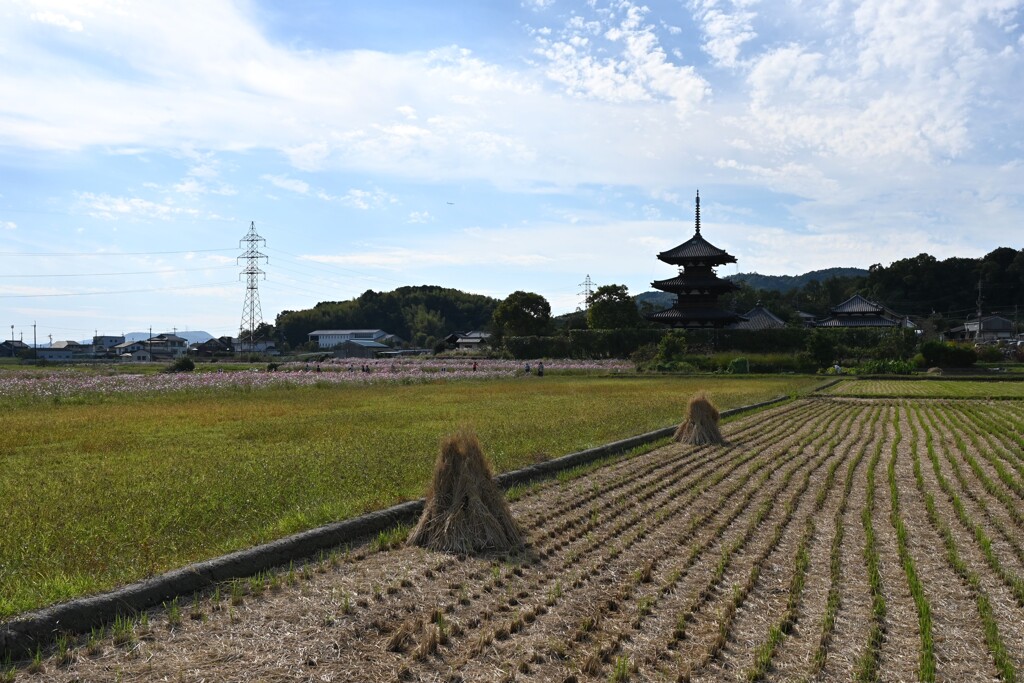 斑鳩お散歩・・・①