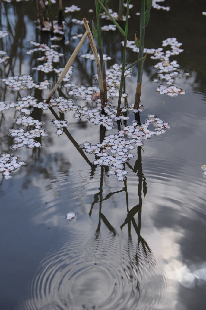 桜・・・平城宮跡にて④