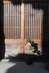 お散歩（奈良）・・・①