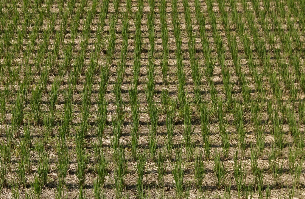 里の秋・・・田原⑥