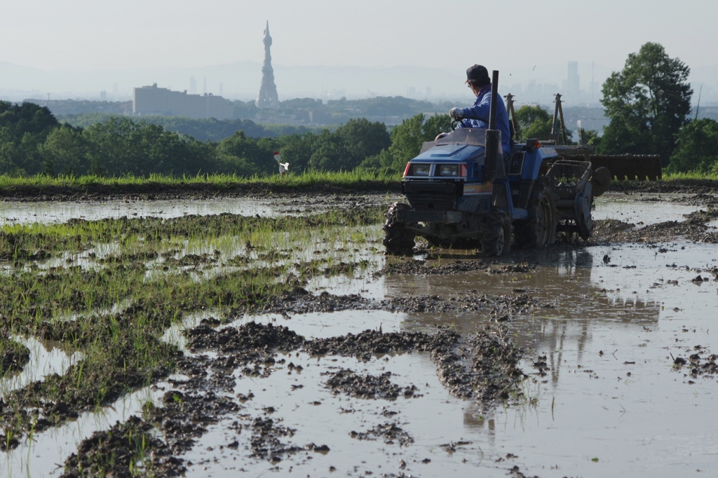6月の田んぼ・・・諸々⑤