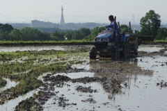 6月の田んぼ・・・諸々⑤