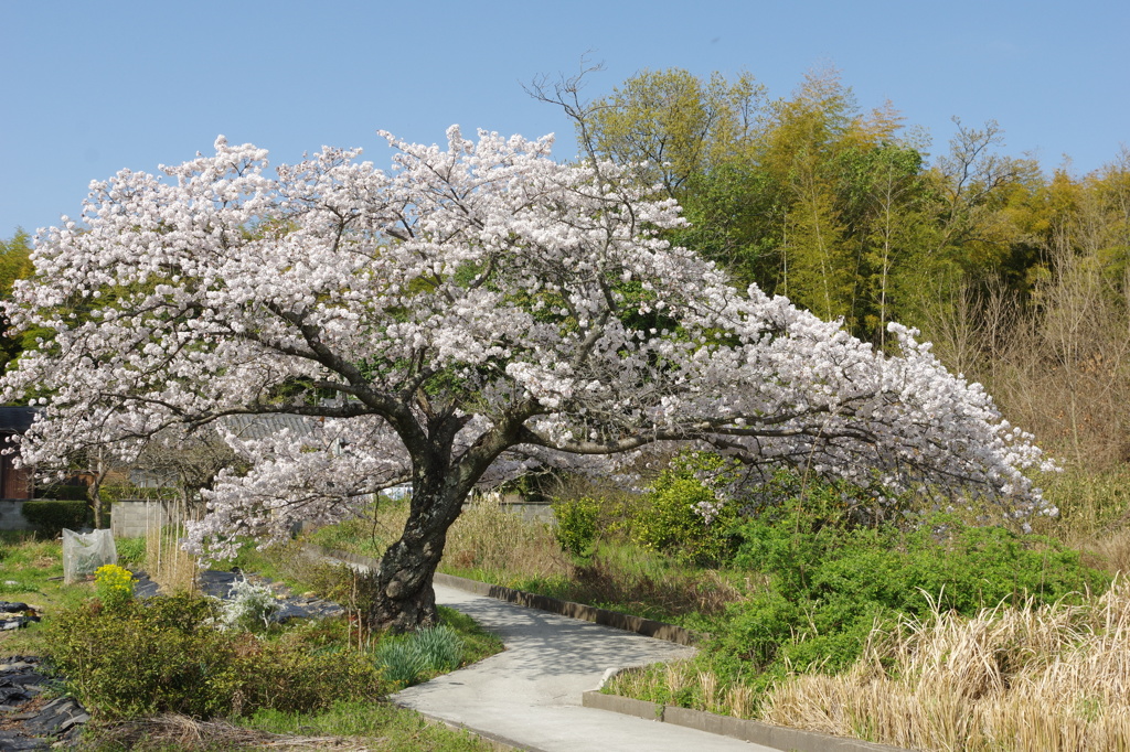 この春一番！・・・②