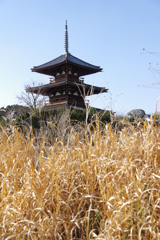斑鳩・法起寺２月・・・①