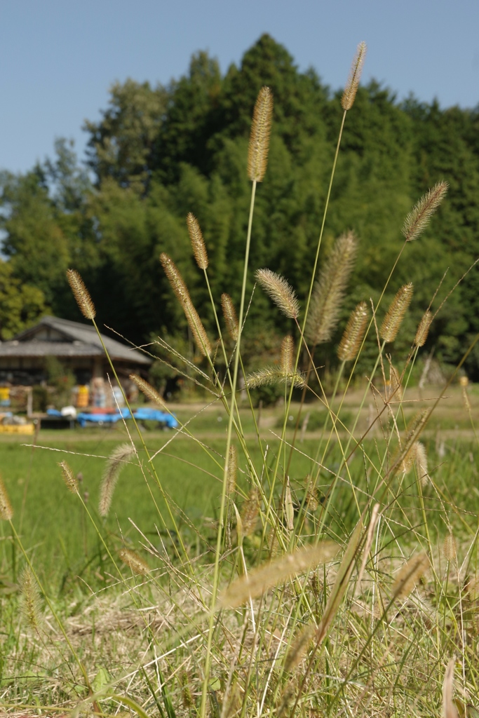 里の秋・・・田原①