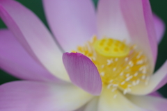 蓮・・・①
