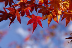 今年会えた紅葉達・・・⑤