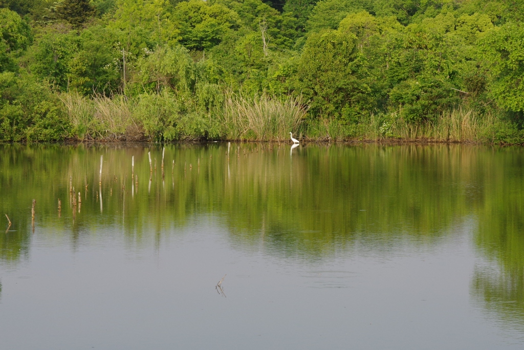 近くの池で・・・①