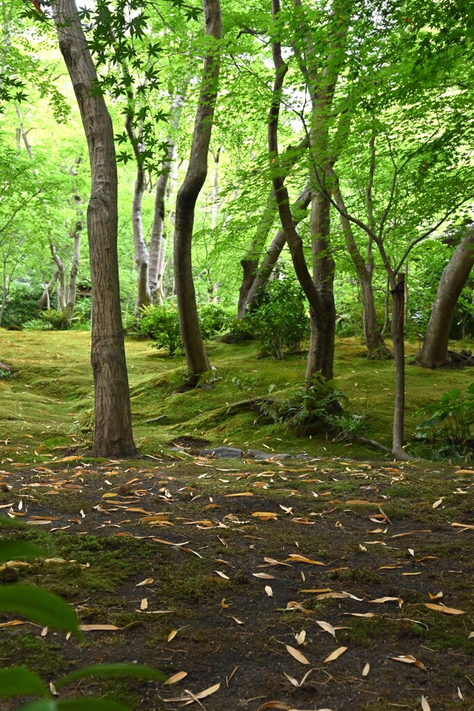 祇王寺にて・・・①