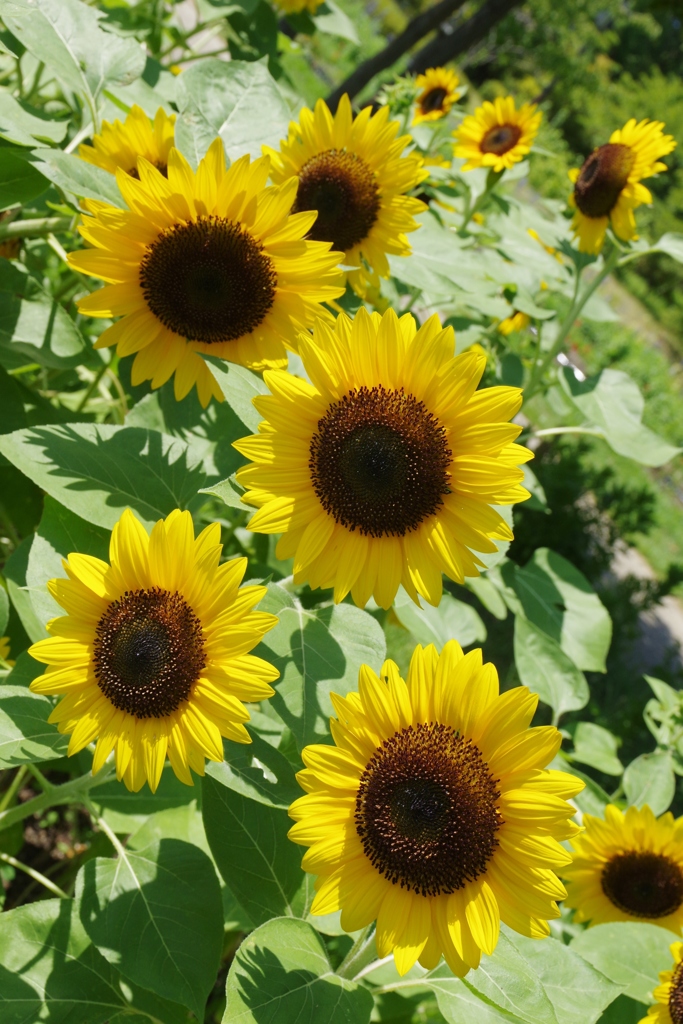 ひまわり・・・⑤