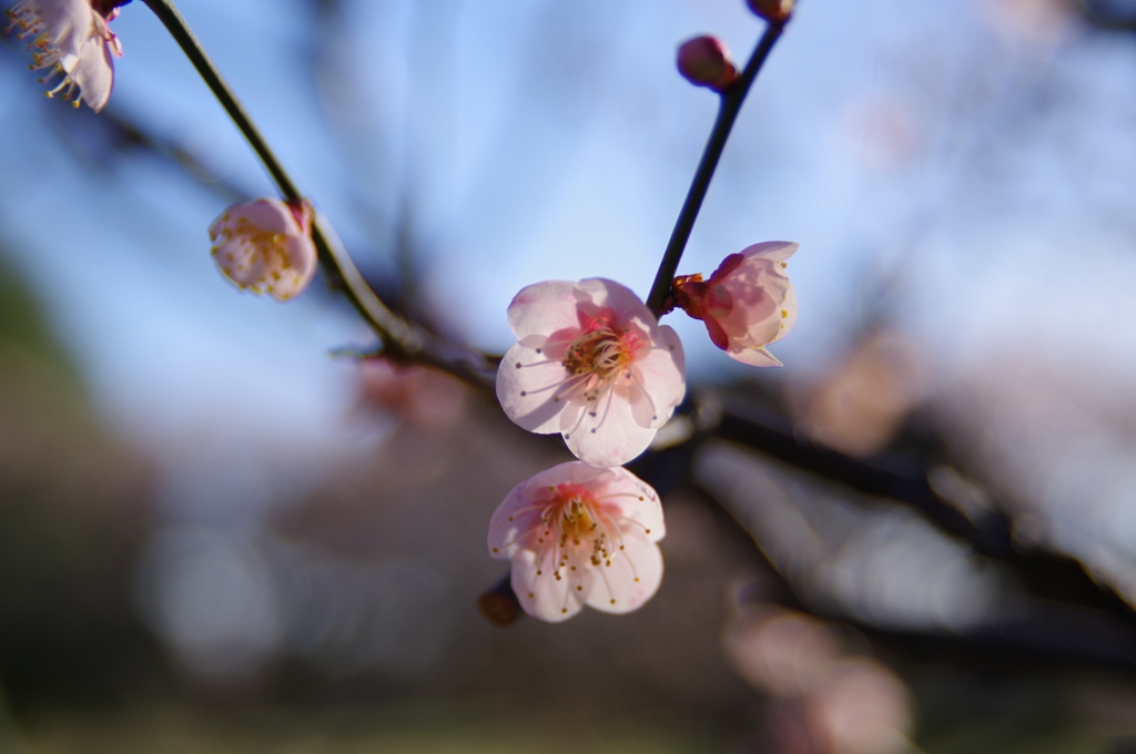 春近し・・・③