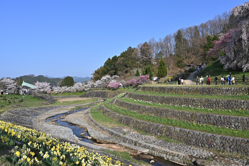 大宇陀　又兵衛桜・・・⑤