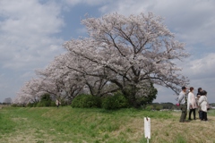 桜・・・平城宮跡にて③