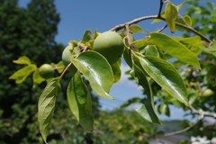 もうすぐ秋・・・③