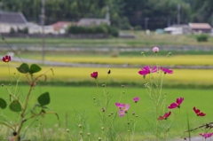 コスモス・・・①