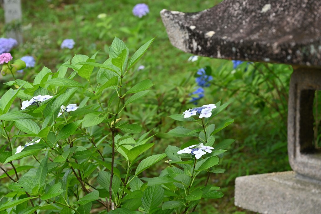紫陽花の頃・・・⑥
