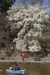 春色の奈良公園④