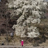 春色の奈良公園④
