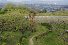 山の辺の道を行く・・・念仏寺あたり⑨