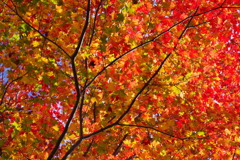 今年会えた紅葉達・・・①