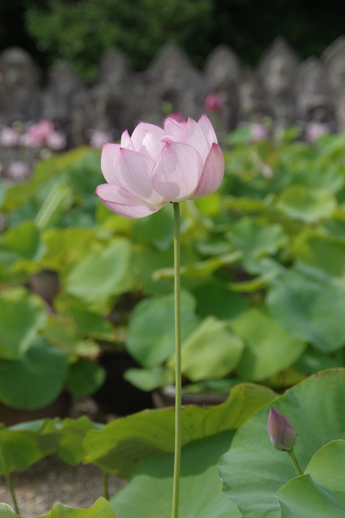 蓮・・・奈良、喜光寺から②