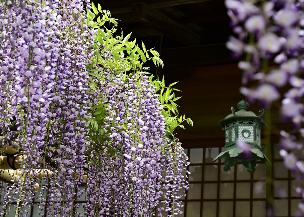 藤の花の頃・・・②
