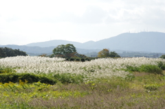 平城宮跡「秋」・・・はるかに生駒山。