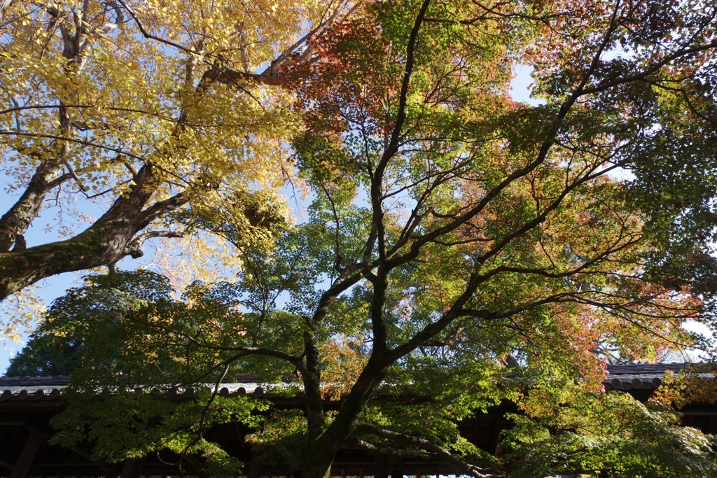 2017秋・・・京都・東福寺にて②