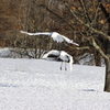雪のタンチョウ・・・飛翔⑫息が合ってる