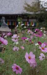 秋・般若寺にて・・・②