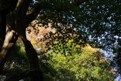 森（2）