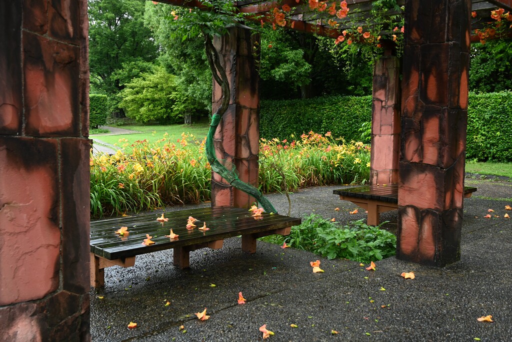 公園・雨・・・①