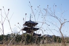 斑鳩・法起寺２月・・・②