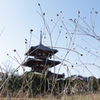 斑鳩・法起寺２月・・・②