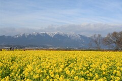 菜の花・・・①