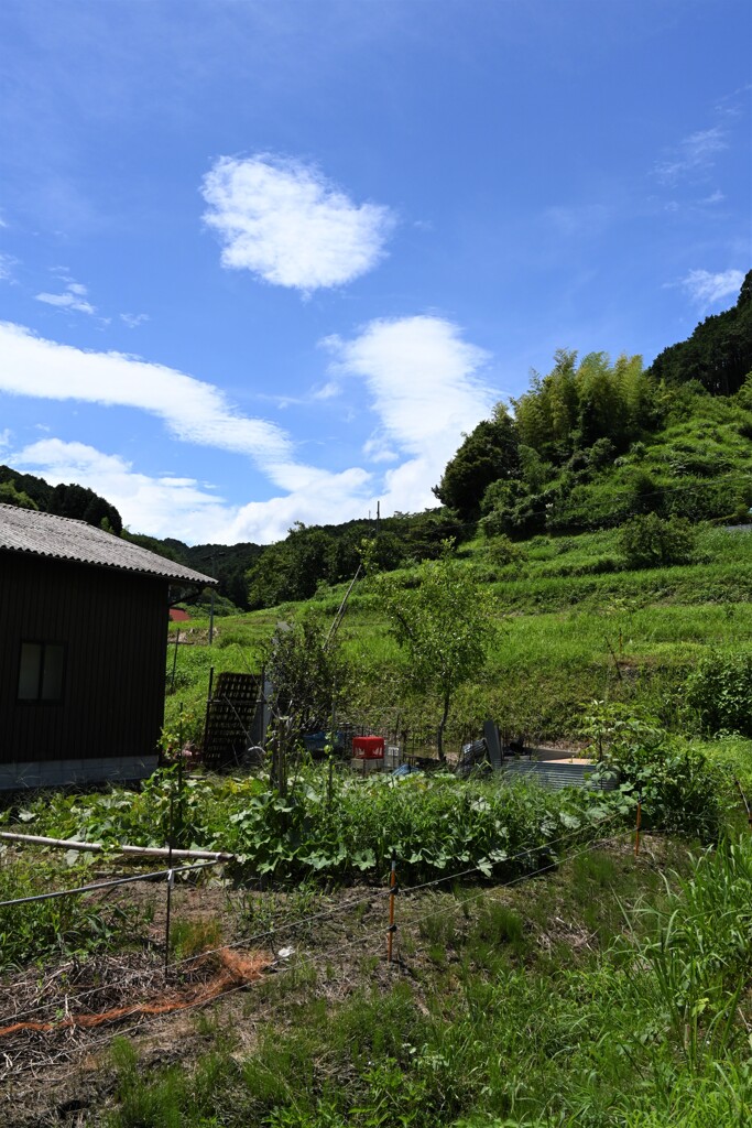 梅雨明け①