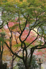 長谷寺秋色④