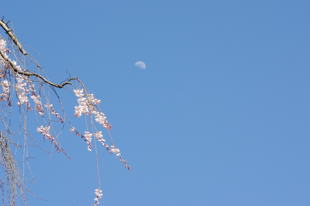 氷室のしだれ・・・月ものどけき。