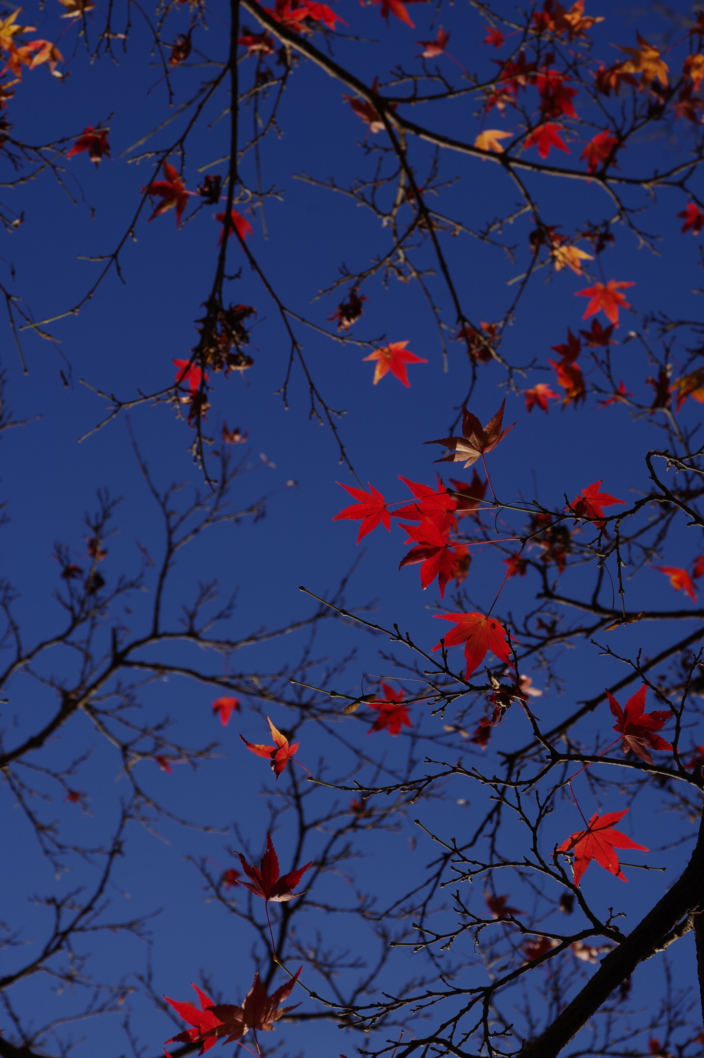 今年会えた紅葉達・・・⑥