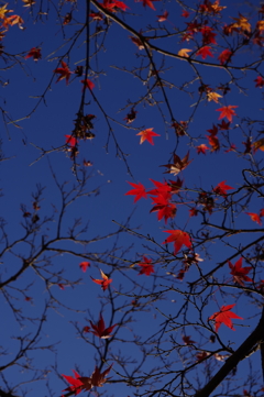 今年会えた紅葉達・・・⑥