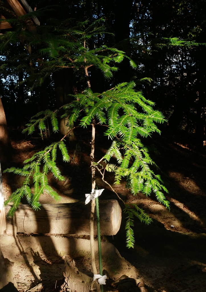 ひかり・・・③