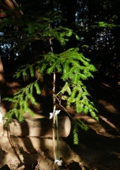 ひかり・・・③