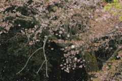 行く春を惜しみつつ・・・永久寺跡⑨