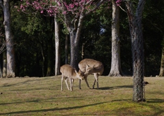 親子連れ・・・②