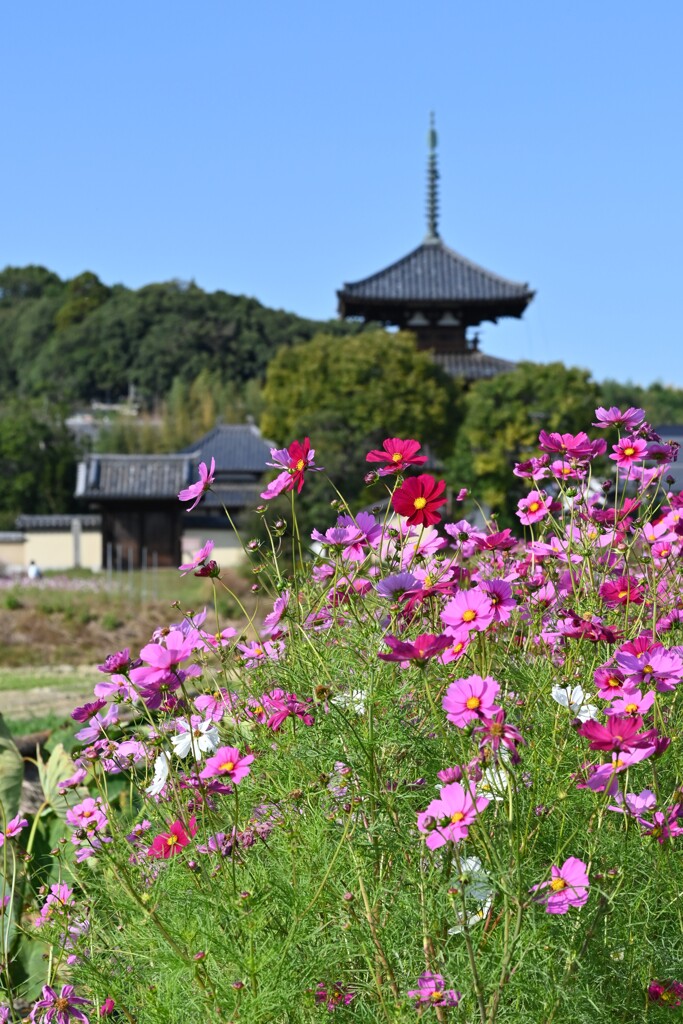 斑鳩お散歩・・・④