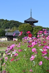 斑鳩お散歩・・・④