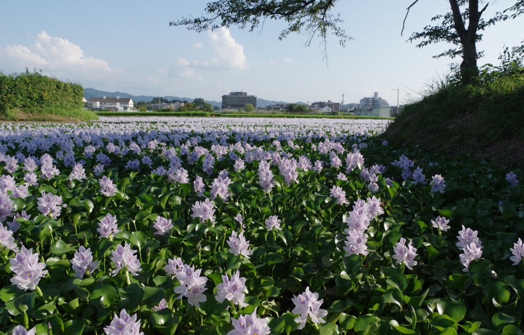 ほてあおい・・・本薬師寺跡⑧